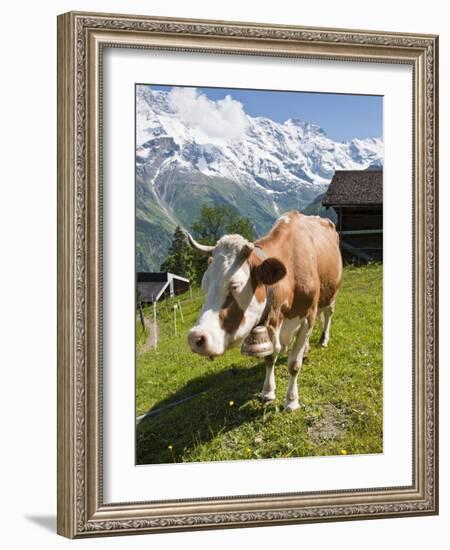 Jungfrau Massif and Cow Near Murren, Jungfrau Region, Switzerland, Europe-Michael DeFreitas-Framed Photographic Print