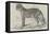 Junglar, the Fighting Tiger of the Late King of Oude-Harrison William Weir-Framed Premier Image Canvas