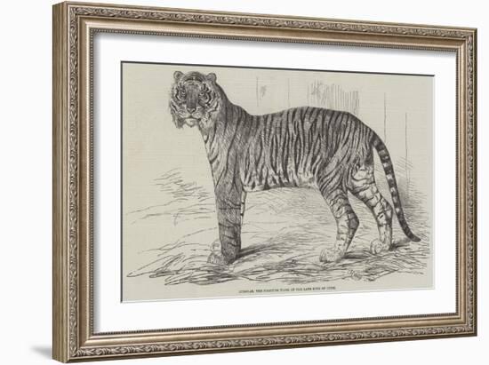 Junglar, the Fighting Tiger of the Late King of Oude-Harrison William Weir-Framed Giclee Print