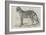 Junglar, the Fighting Tiger of the Late King of Oude-Harrison William Weir-Framed Giclee Print