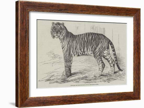 Junglar, the Fighting Tiger of the Late King of Oude-Harrison William Weir-Framed Giclee Print