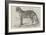 Junglar, the Fighting Tiger of the Late King of Oude-Harrison William Weir-Framed Giclee Print