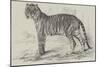 Junglar, the Fighting Tiger of the Late King of Oude-Harrison William Weir-Mounted Giclee Print