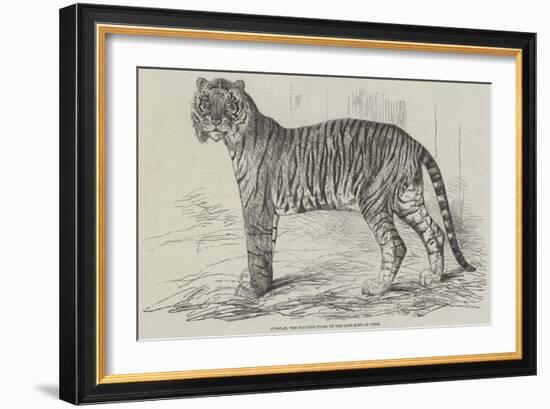 Junglar, the Fighting Tiger of the Late King of Oude-Harrison William Weir-Framed Giclee Print