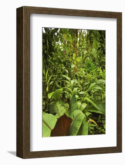 Jungle at Arenal Hanging Bridges Where Rainforest Canopy Is Accessible Via Walkways-Rob Francis-Framed Photographic Print