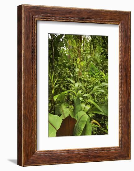 Jungle at Arenal Hanging Bridges Where Rainforest Canopy Is Accessible Via Walkways-Rob Francis-Framed Photographic Print