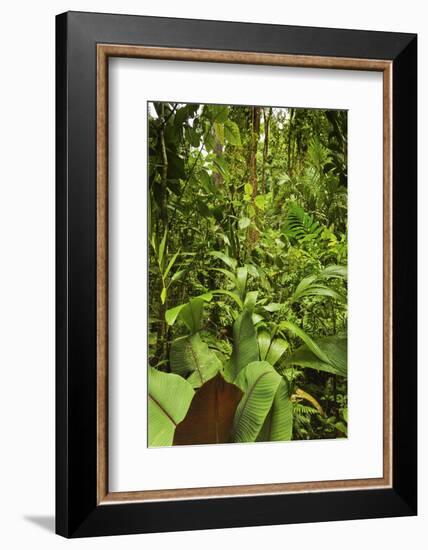 Jungle at Arenal Hanging Bridges Where Rainforest Canopy Is Accessible Via Walkways-Rob Francis-Framed Photographic Print