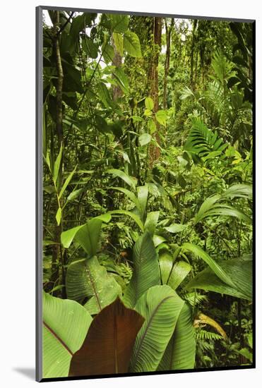 Jungle at Arenal Hanging Bridges Where Rainforest Canopy Is Accessible Via Walkways-Rob Francis-Mounted Photographic Print