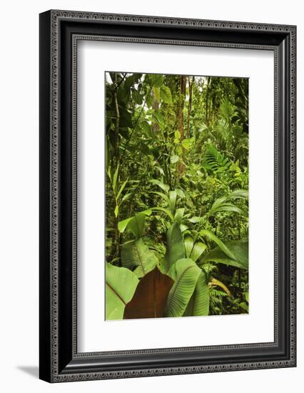 Jungle at Arenal Hanging Bridges Where Rainforest Canopy Is Accessible Via Walkways-Rob Francis-Framed Photographic Print