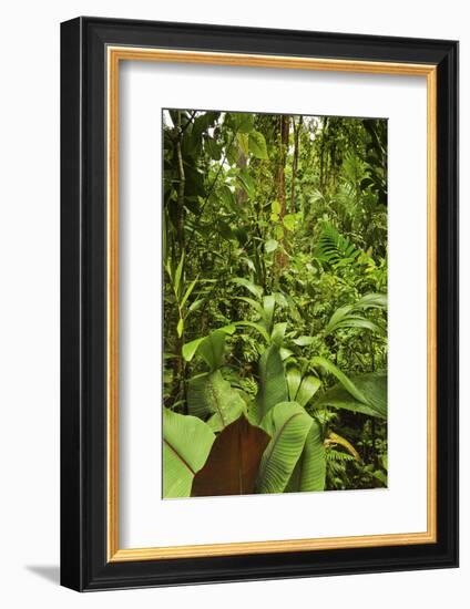 Jungle at Arenal Hanging Bridges Where Rainforest Canopy Is Accessible Via Walkways-Rob Francis-Framed Photographic Print