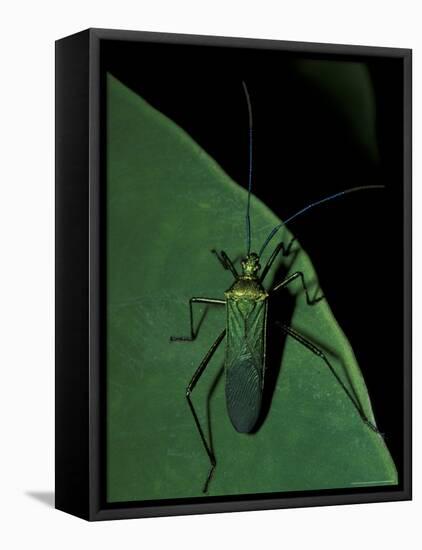 Jungle Bug, Madre de Dios, Peru-Andres Morya-Framed Premier Image Canvas