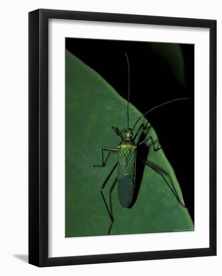 Jungle Bug, Madre de Dios, Peru-Andres Morya-Framed Photographic Print