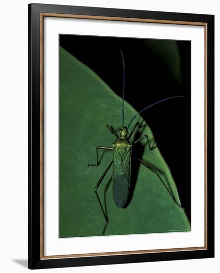 Jungle Bug, Madre de Dios, Peru-Andres Morya-Framed Photographic Print