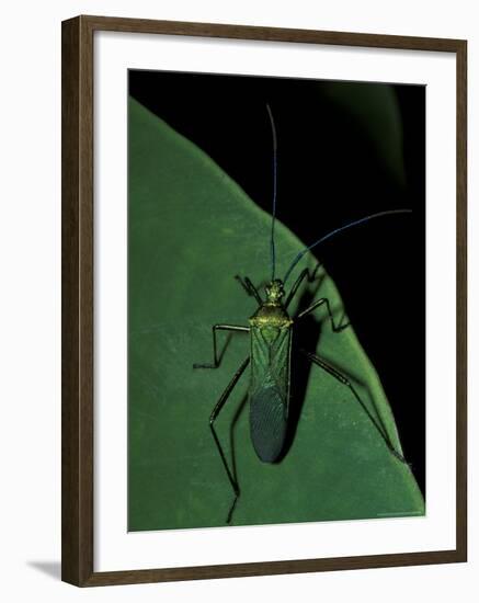 Jungle Bug, Madre de Dios, Peru-Andres Morya-Framed Photographic Print