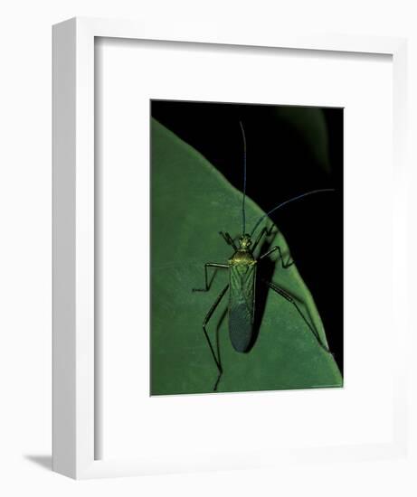 Jungle Bug, Madre de Dios, Peru-Andres Morya-Framed Photographic Print