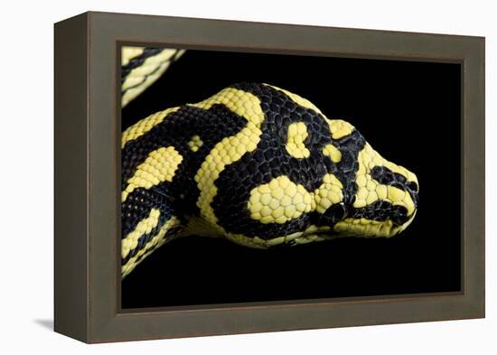 Jungle Carpet Python Head-null-Framed Premier Image Canvas