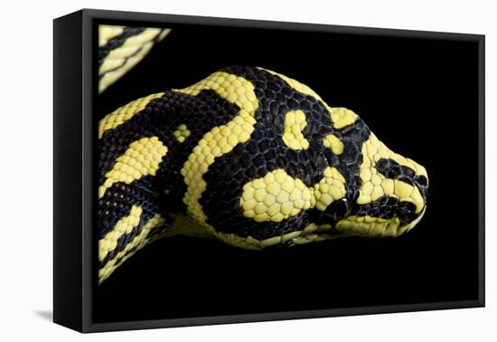 Jungle Carpet Python Head-null-Framed Premier Image Canvas