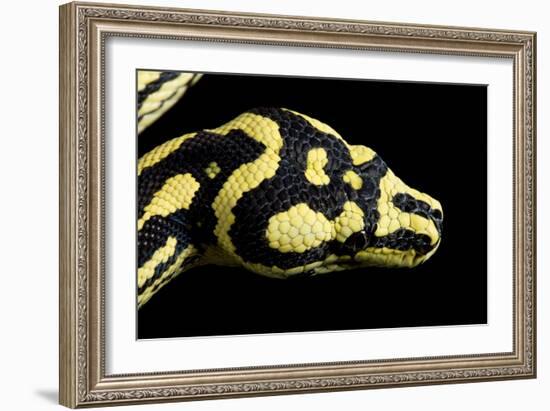 Jungle Carpet Python Head-null-Framed Photographic Print