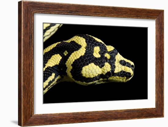 Jungle Carpet Python Head-null-Framed Photographic Print