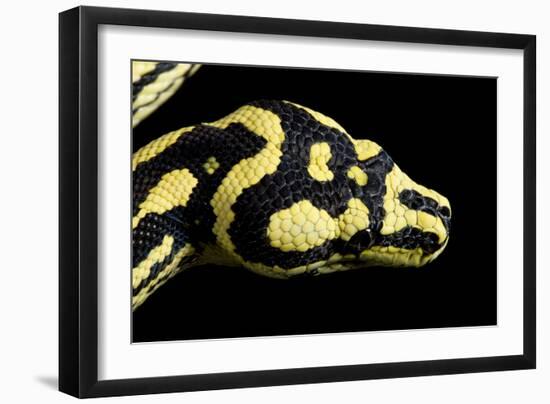 Jungle Carpet Python Head-null-Framed Photographic Print