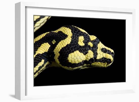 Jungle Carpet Python Head-null-Framed Photographic Print