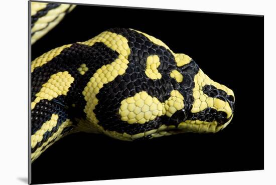 Jungle Carpet Python Head-null-Mounted Photographic Print