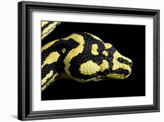 Jungle Carpet Python Head-null-Framed Photographic Print