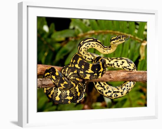 Jungle Carpet Python, Morelia Spilotes Variegata, Native to Australia and New Guinea-David Northcott-Framed Photographic Print