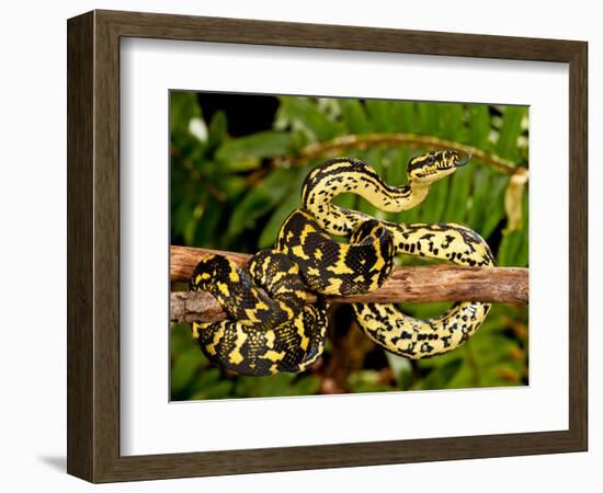 Jungle Carpet Python, Morelia Spilotes Variegata, Native to Australia and New Guinea-David Northcott-Framed Photographic Print