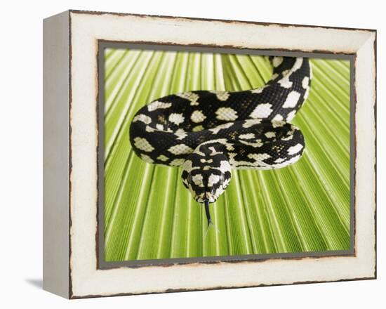 Jungle Carpet Python-Martin Harvey-Framed Premier Image Canvas