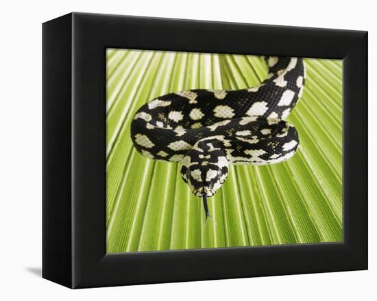 Jungle Carpet Python-Martin Harvey-Framed Premier Image Canvas