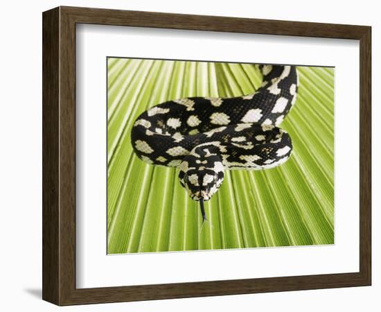 Jungle Carpet Python-Martin Harvey-Framed Photographic Print