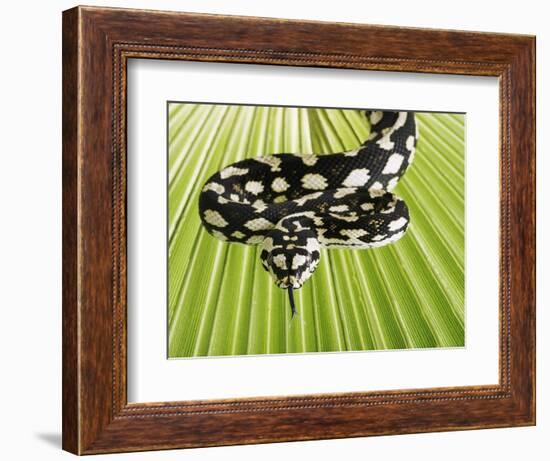 Jungle Carpet Python-Martin Harvey-Framed Photographic Print