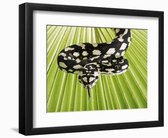 Jungle Carpet Python-Martin Harvey-Framed Photographic Print