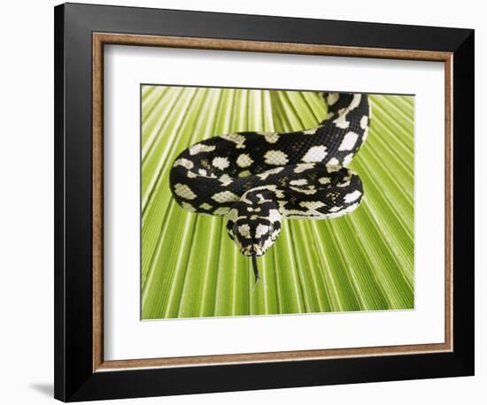 Jungle Carpet Python-Martin Harvey-Framed Photographic Print