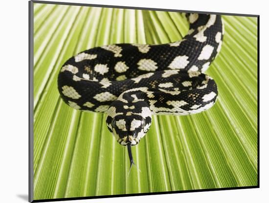 Jungle Carpet Python-Martin Harvey-Mounted Photographic Print