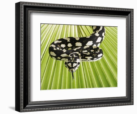 Jungle Carpet Python-Martin Harvey-Framed Photographic Print