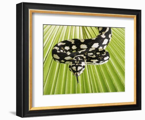 Jungle Carpet Python-Martin Harvey-Framed Photographic Print