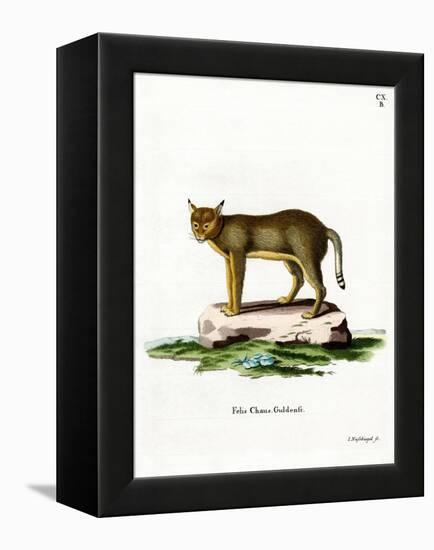 Jungle Cat-null-Framed Premier Image Canvas