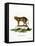 Jungle Cat-null-Framed Premier Image Canvas