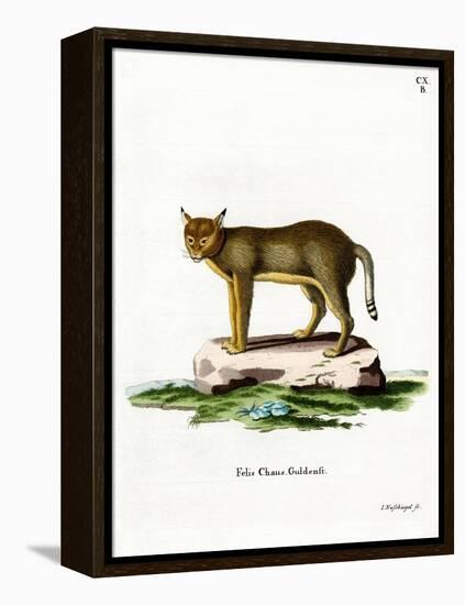 Jungle Cat-null-Framed Premier Image Canvas