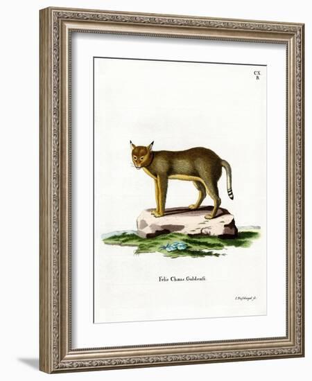 Jungle Cat-null-Framed Giclee Print