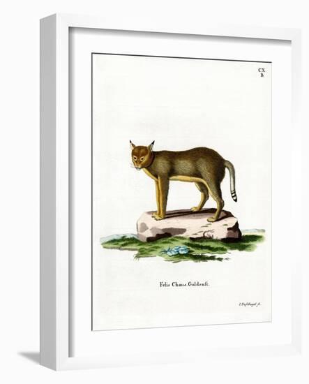 Jungle Cat-null-Framed Giclee Print