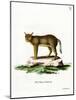 Jungle Cat-null-Mounted Giclee Print