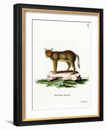 Jungle Cat-null-Framed Giclee Print