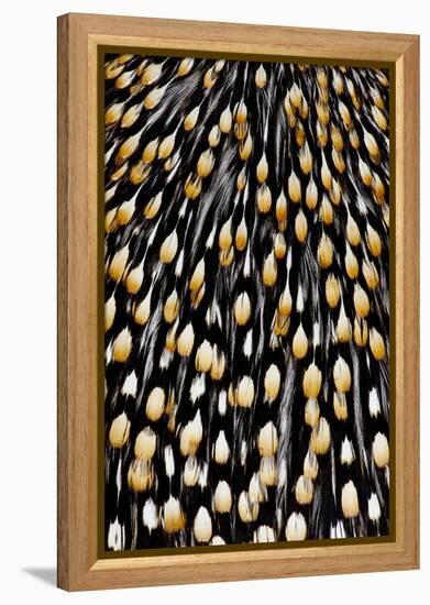 Jungle Cock Feathers-Darrell Gulin-Framed Premier Image Canvas