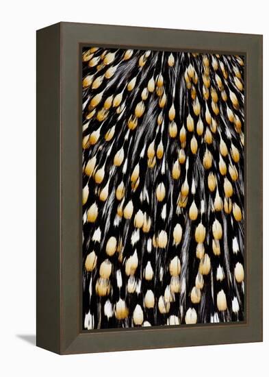 Jungle Cock Feathers-Darrell Gulin-Framed Premier Image Canvas