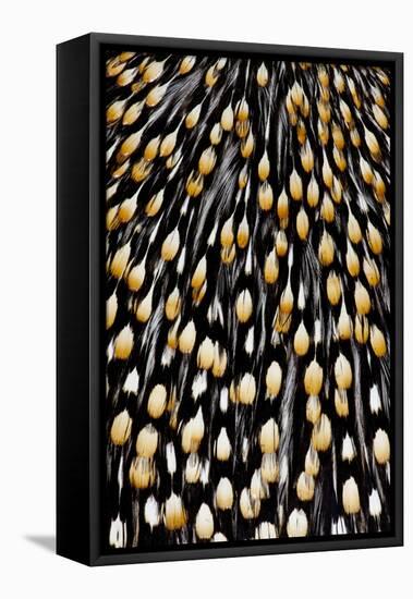 Jungle Cock Feathers-Darrell Gulin-Framed Premier Image Canvas