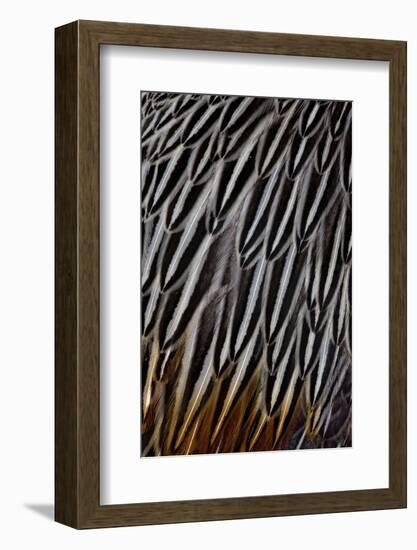 Jungle Cock Feathers-Darrell Gulin-Framed Photographic Print