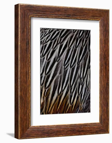 Jungle Cock Feathers-Darrell Gulin-Framed Photographic Print